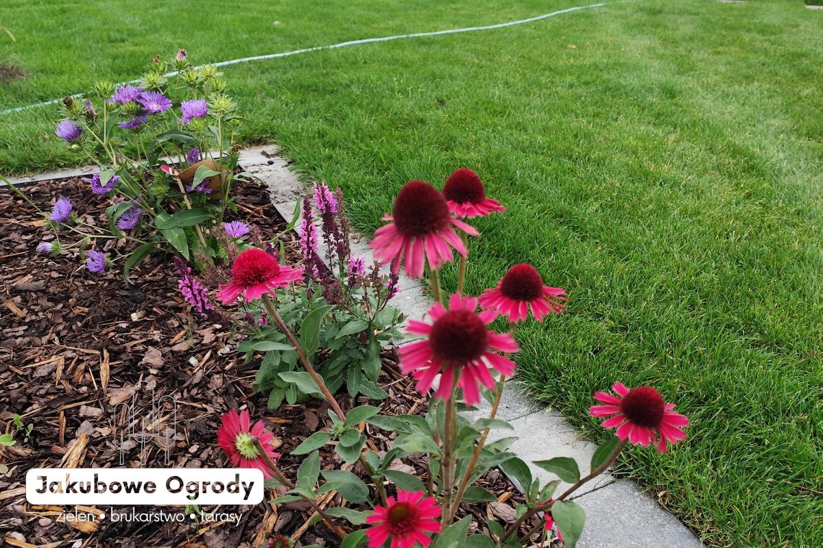 Nowoczesny ogród pełen zieleni i harmonii