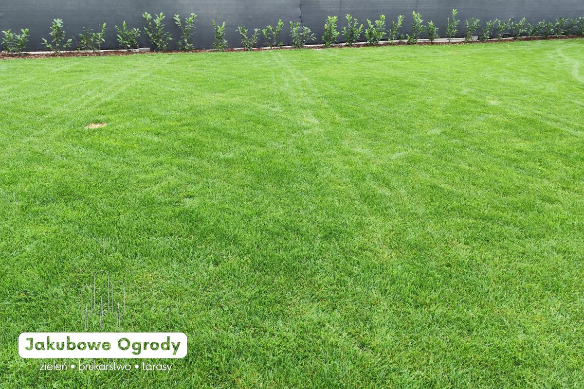 Nowoczesny ogród pełen zieleni i harmonii